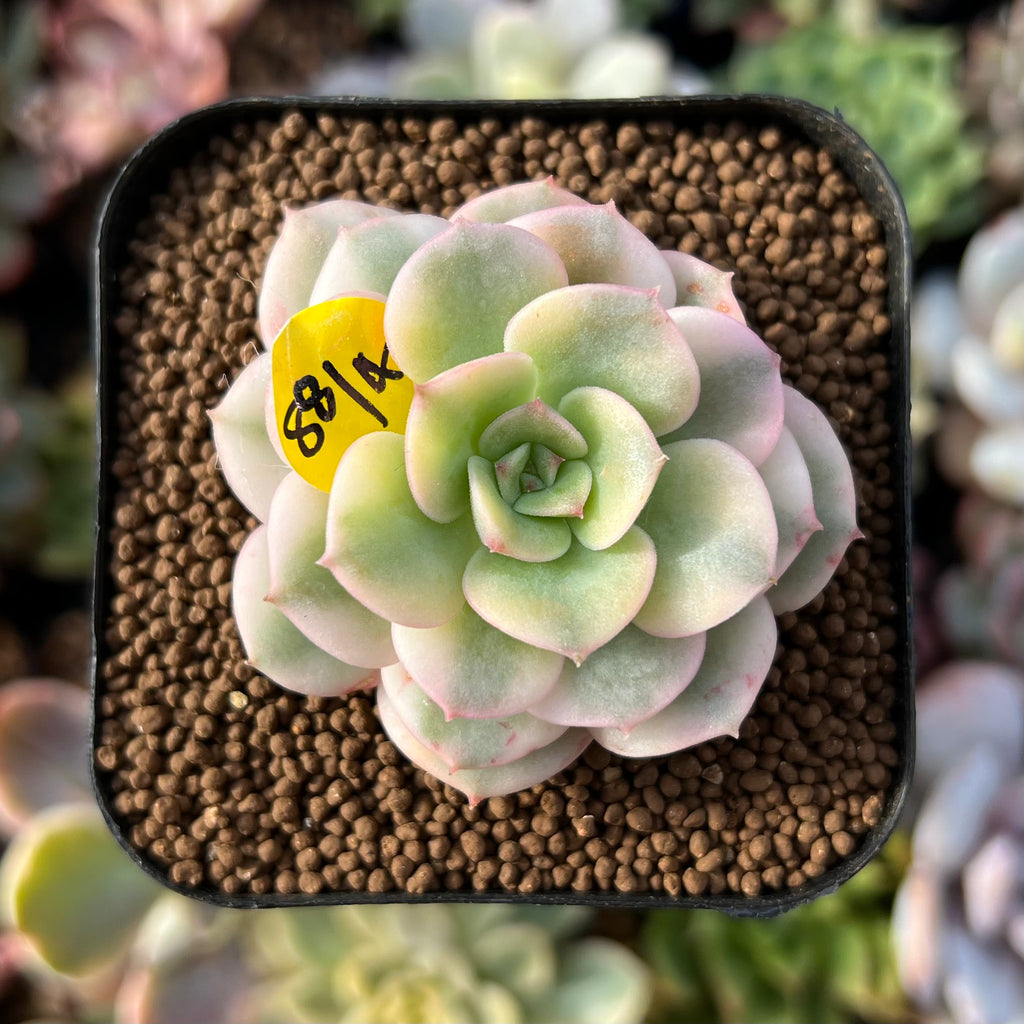 newplants189_1024x.jpg?v=