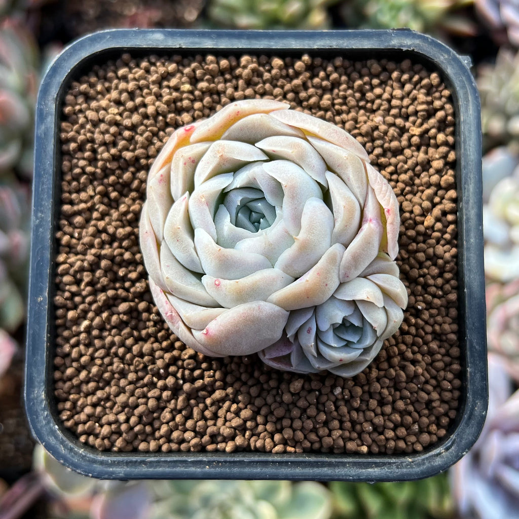 ice rose succulent Echeveria 'Ice Rose' 1"-2" Succulent Plant – True Succulents Plant Co