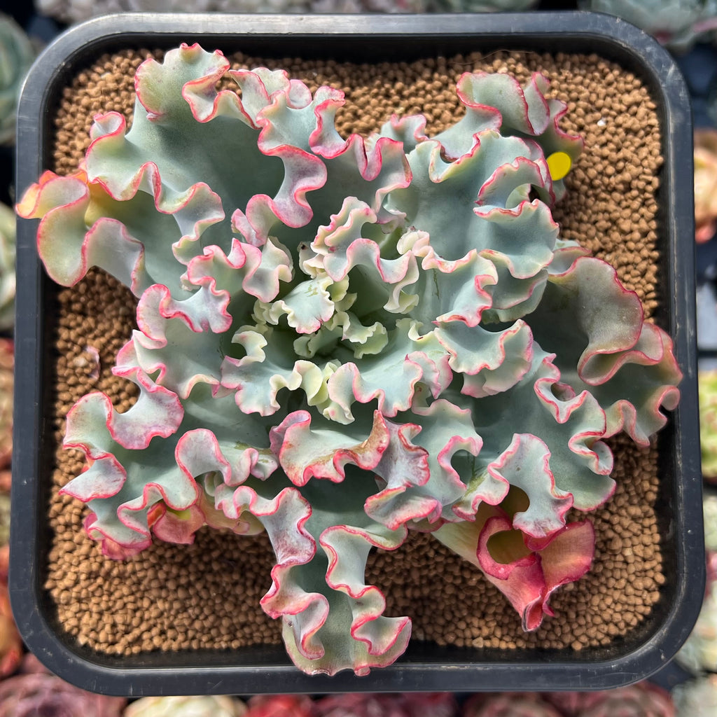 aquarius succulent Echeveria 'Aquarius' 3