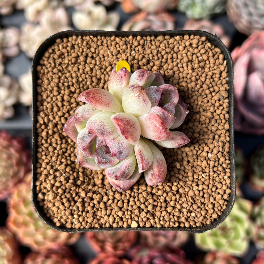 echeveria classic french trnusers サイズ2 Echeveria 'Chanel' 2