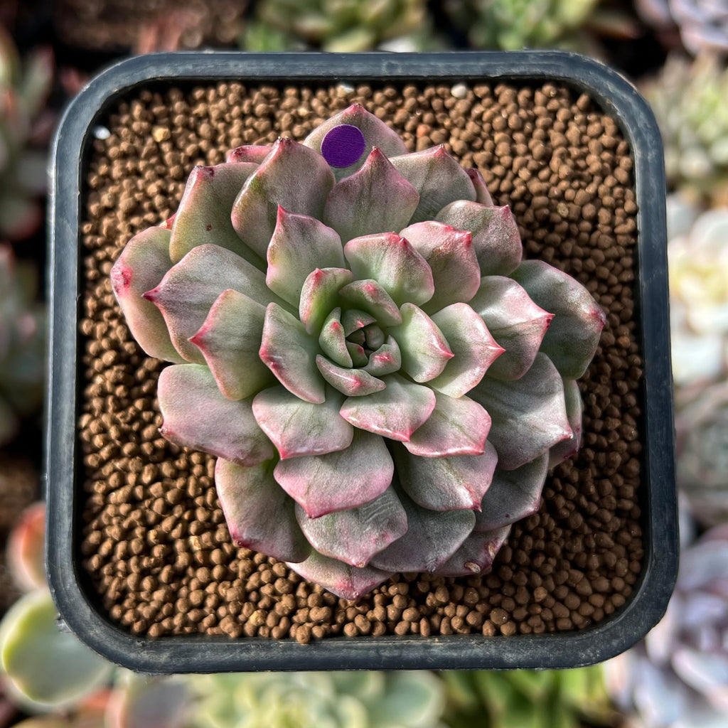 olivia succulent Echeveria 'Olivia' Variegated 2