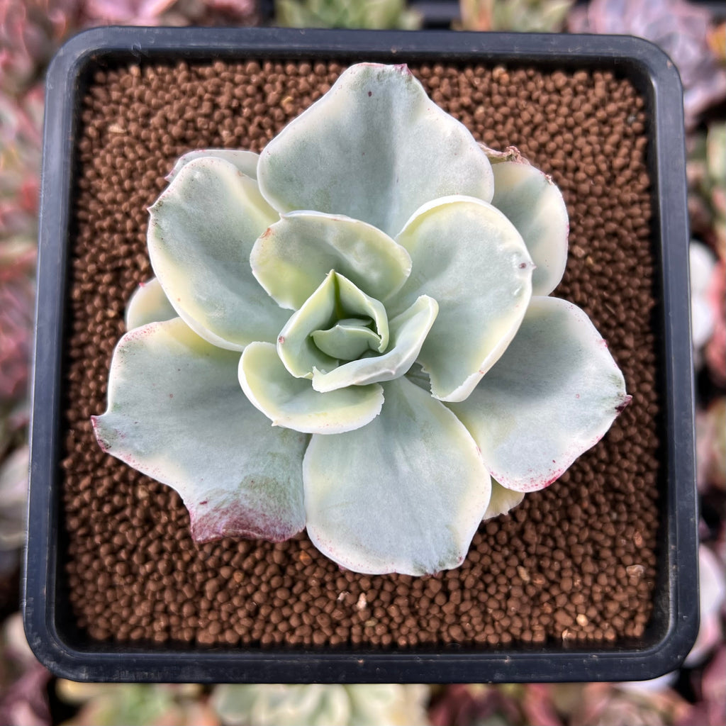japan moon river succulent Echeveria 'Japan Moon River' Varigeated 2" Succulent Plant – True Succulents  Plant Co