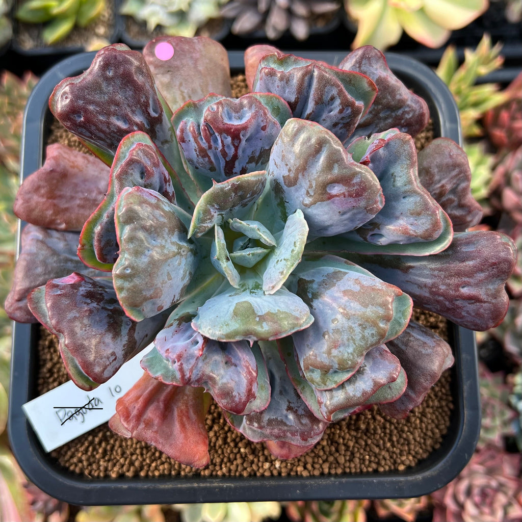 Echeveria 'Hearts Delight' 4"5" Large Succulent Plant True Succulents Plant Co.