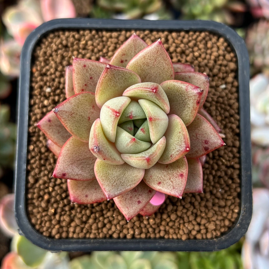 echeveria classic french trnusers サイズ2 Echeveria 'Missing You' 2