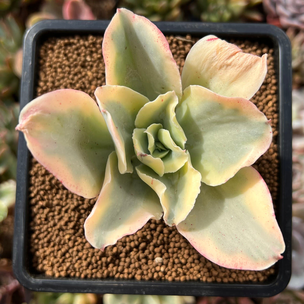 japan moon river succulent Echeveria 'Japan Moon River' Varigeated 3" Succulent Plant – True Succulents  Plant Co