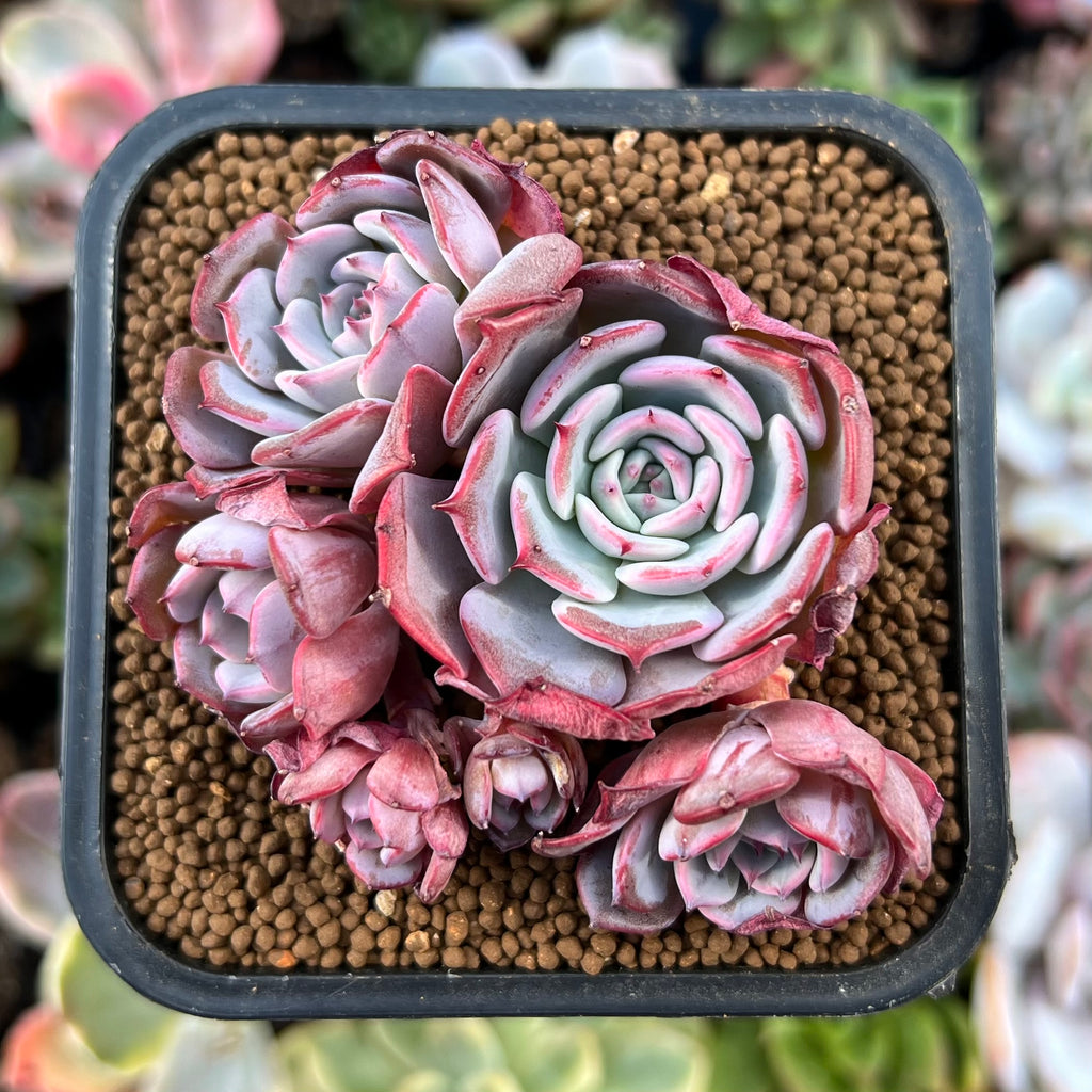 Echeveria 'Laurensis' 2