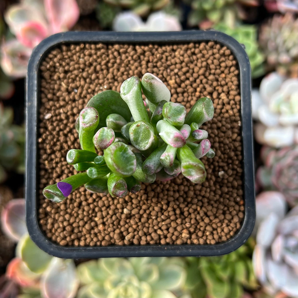 crassula ovata gollum variegata Crassula Ovata 'Gollum' Variegated 1