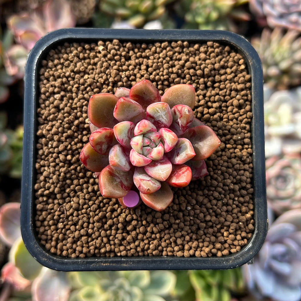 jelly jam succulent Echeveria 'Jelly Jam' 1" Succulent Plant