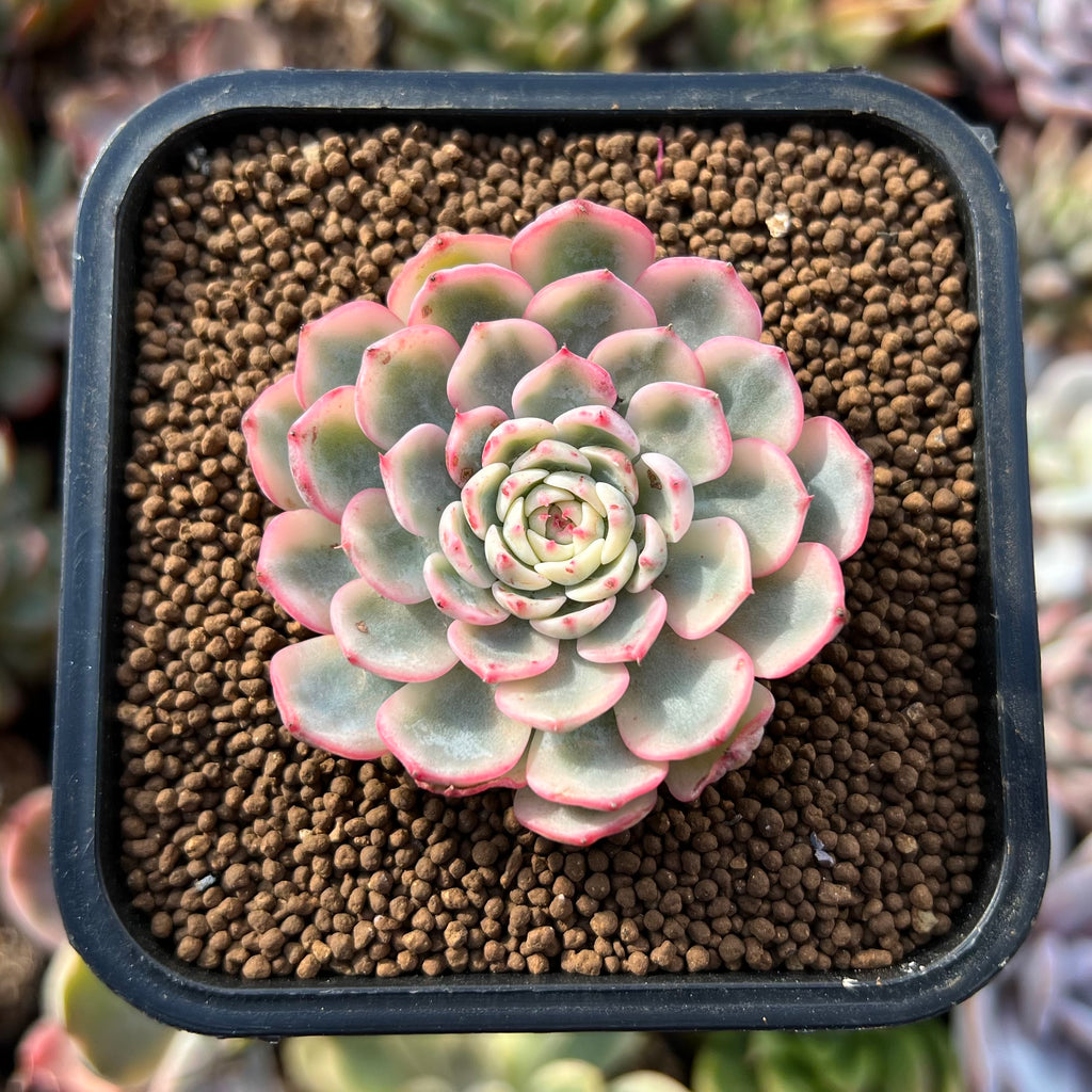 Echeveria 'Minima' Variegated 1
