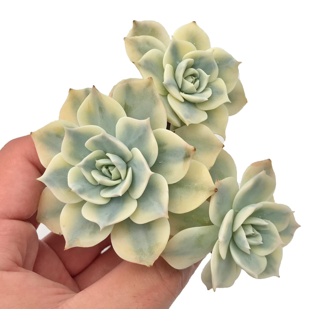 succulent sub Echeveria 'Subsessilis' Variegated Cluster 3” Succulent Plant