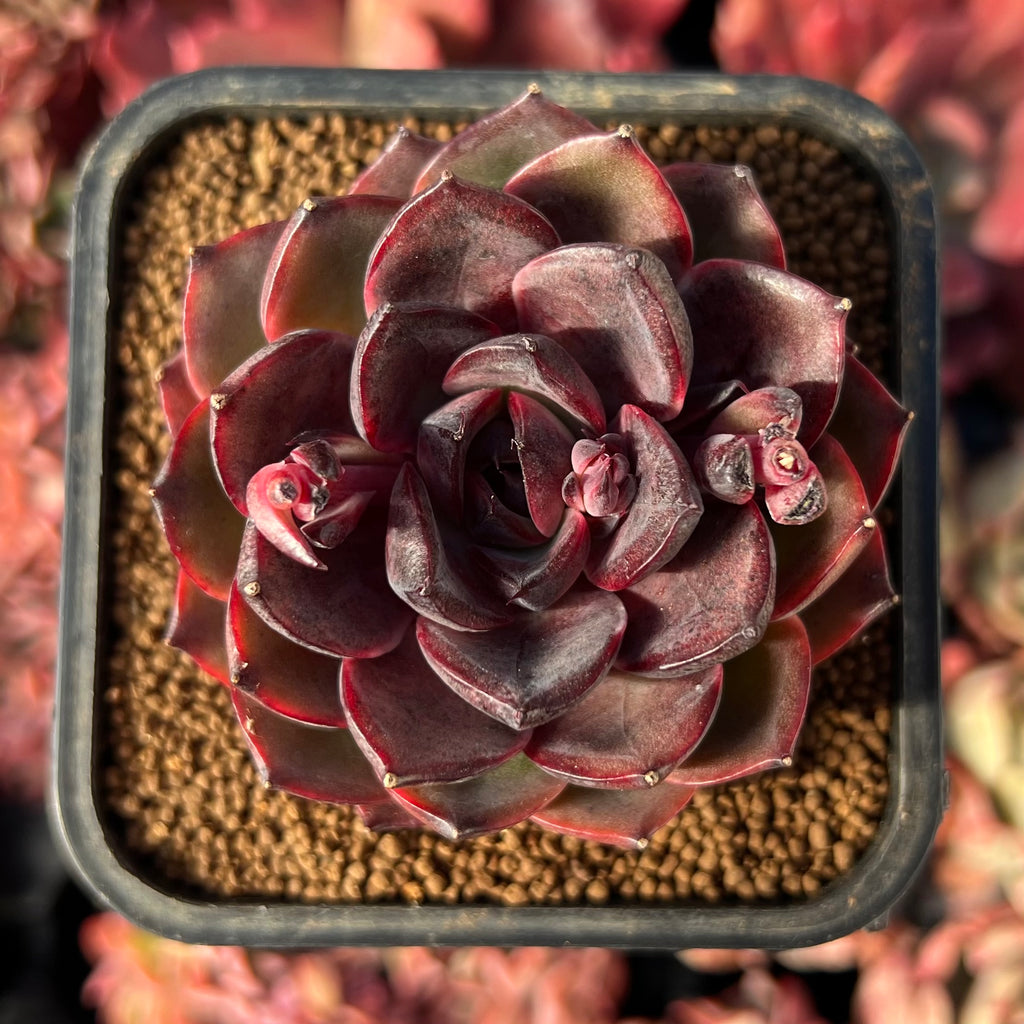 spicy succulents crossword clue Echeveria 'Spicy Rose' 2"-3" New Hybrid Succulent Plant