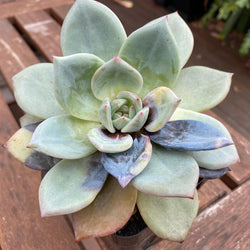 Combatting and managing Rot Bacteria in Echeveria and other Succulents
