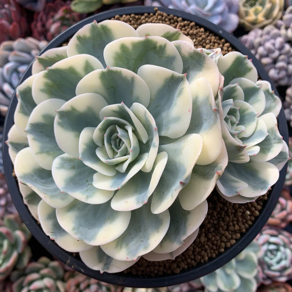 Echeveria 'Compton Carousel' AKA Echeveria 'Lenore Dean' – True