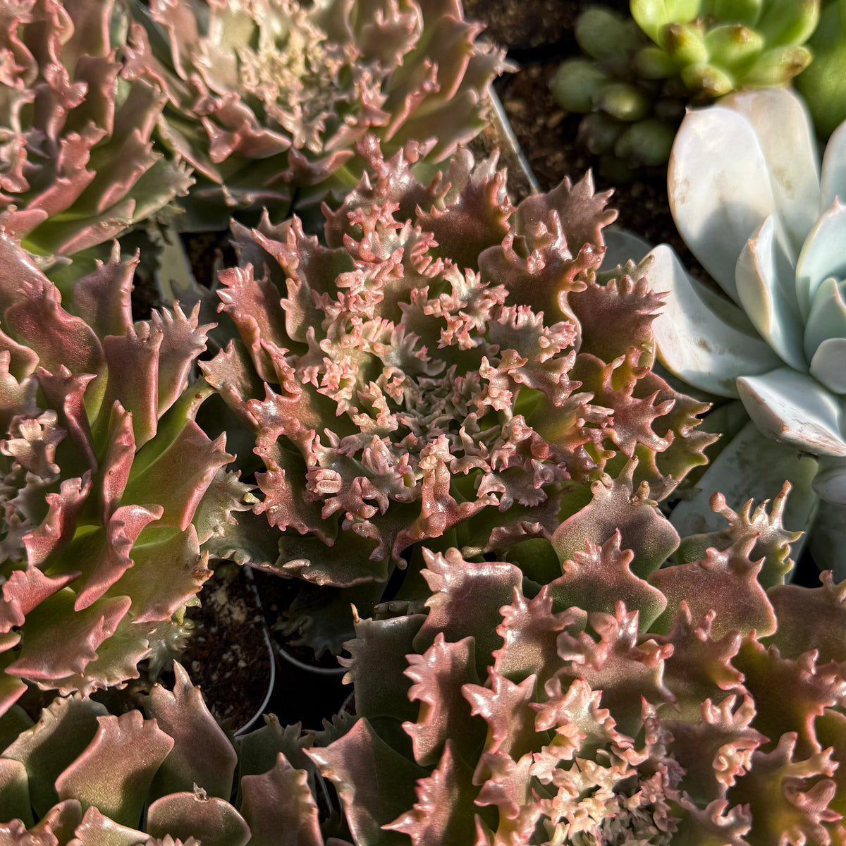 An Introduction to Graptoveria ‘Starfire’ and the New World of ‘Crispate Beauty’ Hybrids