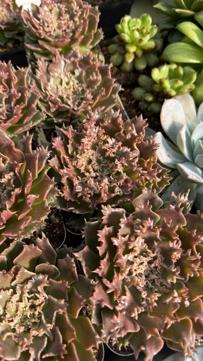 An Introduction to Graptoveria ‘Starfire’ and the New World of ‘Crispate Beauty’ Hybrids