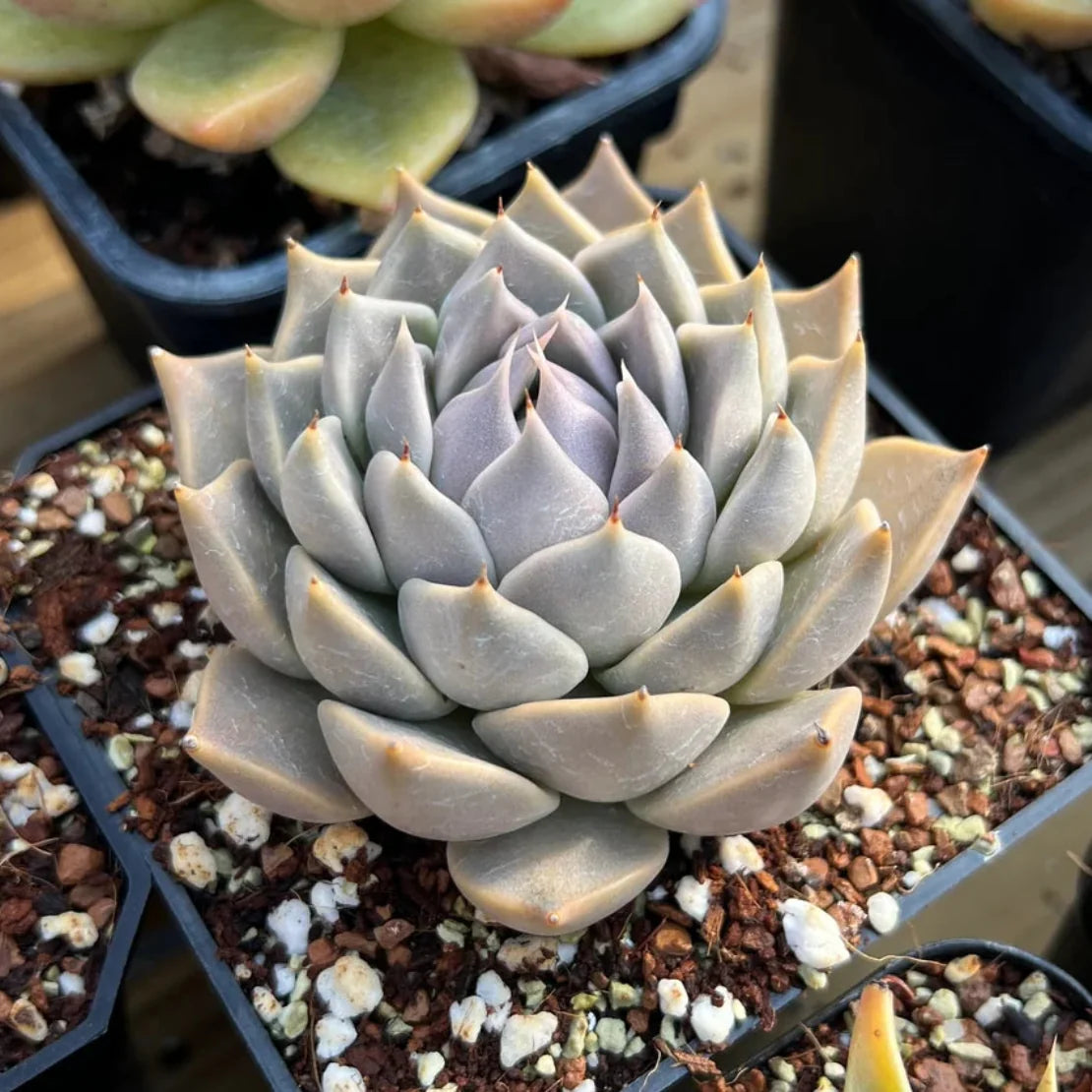 Echeveria Tobarensis: A Brief Introduction and the Beginnings of In-House Propagation