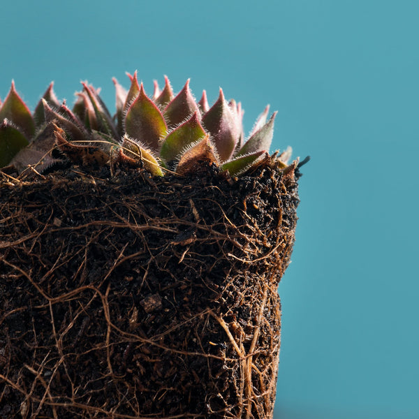 How to Fertilize Succulents and Echeveria  True Succulents Plant Co.