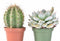 Are Echeverias Actually Desert Plants? Not Really.