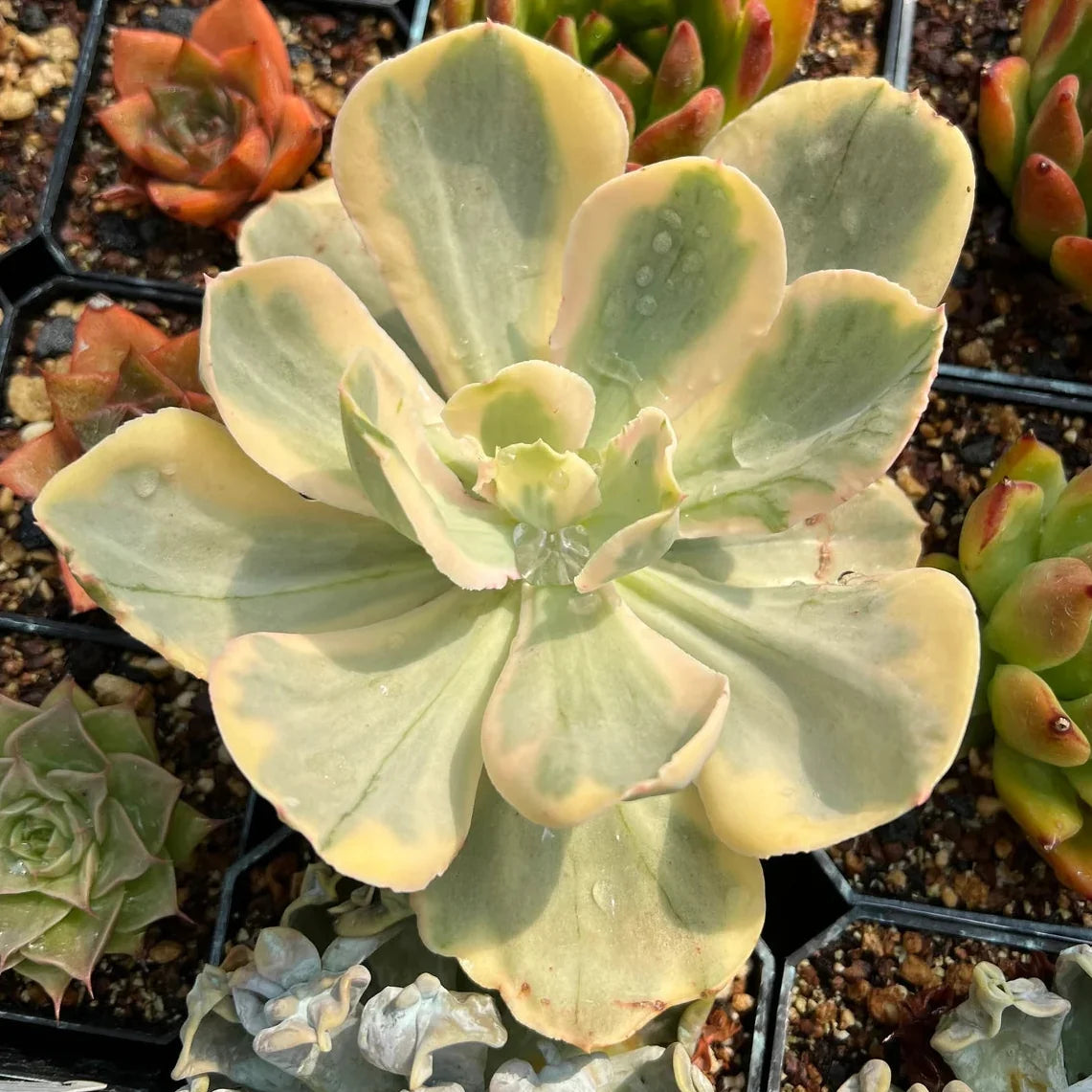 The Impact of Water on Succulent Health and Growth: Why Water Quality Matters