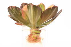 Rooting Your Succulents Using Water Therapy