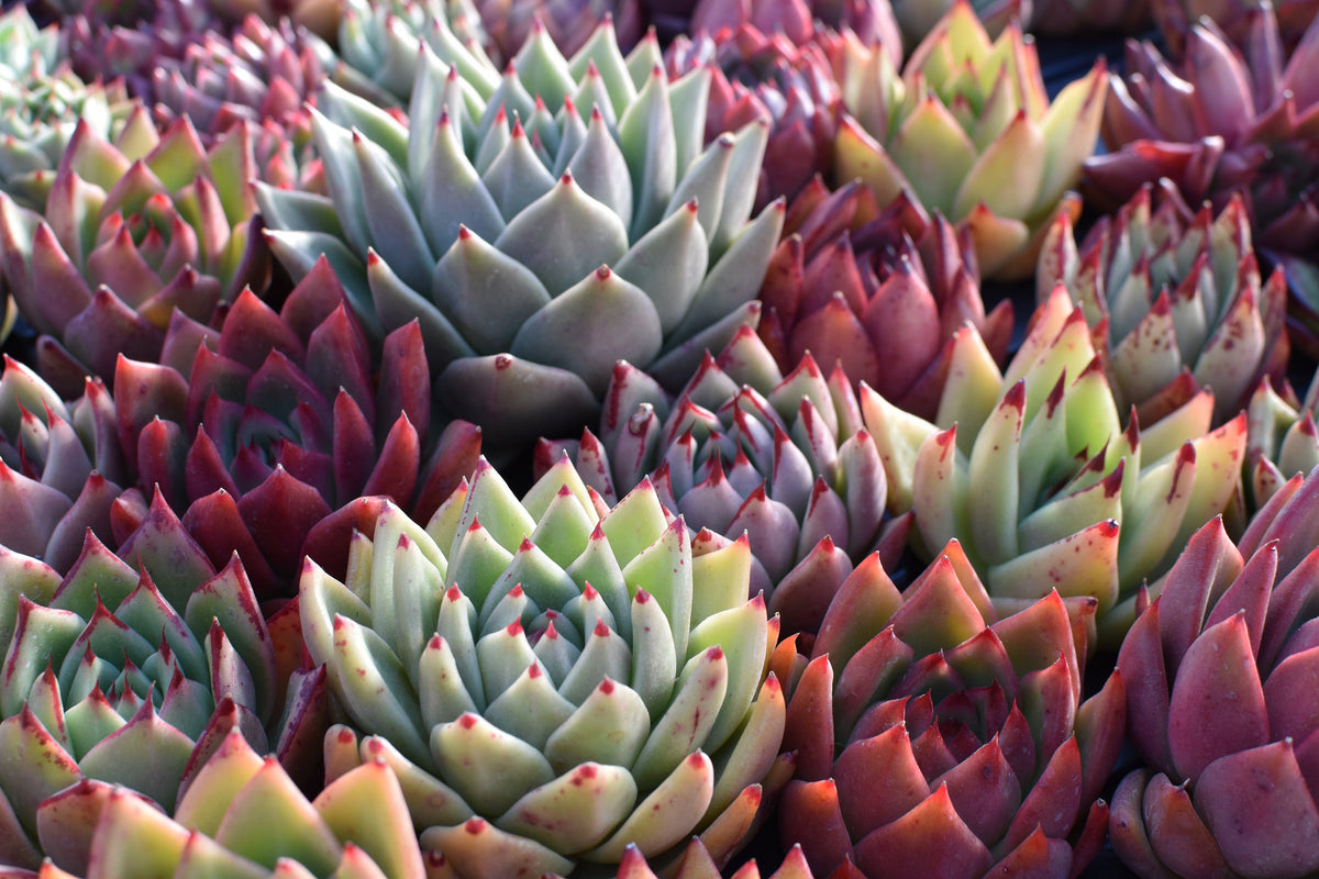 Agavoides