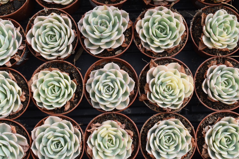 succulent plants bulk Succulent 2in Assorted Species