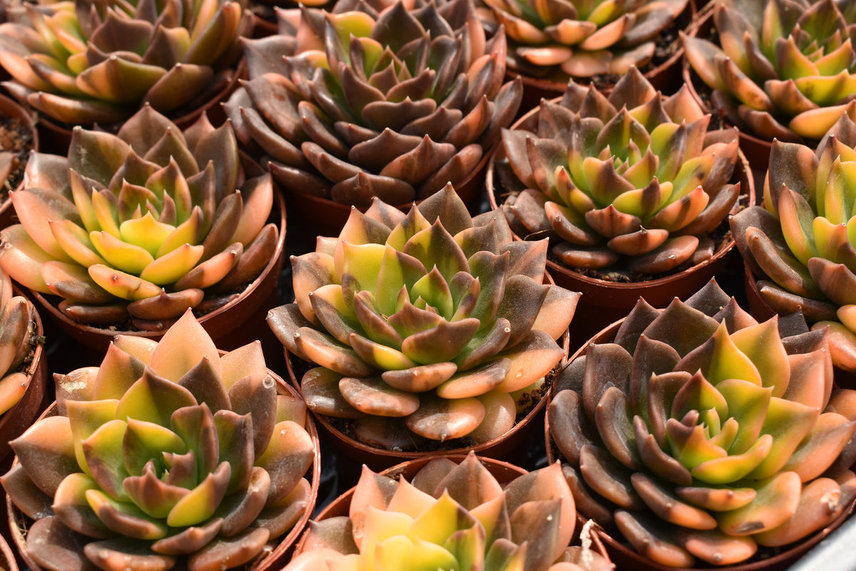 Variegated Succulents