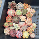 25 Piece Echeveria Assortment 1”-3” Succulent Plant Cuttings (Set I)