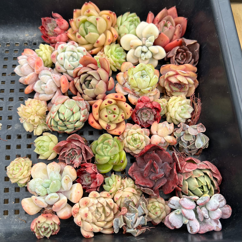 succulent cuttings for sale near me 35 Piece Echeveria Assortment 1”-3” Succulent Plant Cuttings (Set P) – True Succulents  Plant Co