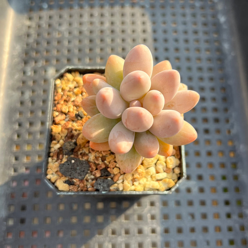 pachy succulent Pachyphytum 'Pink Lover' 2” Succulent Plant – True Succulents Plant Co