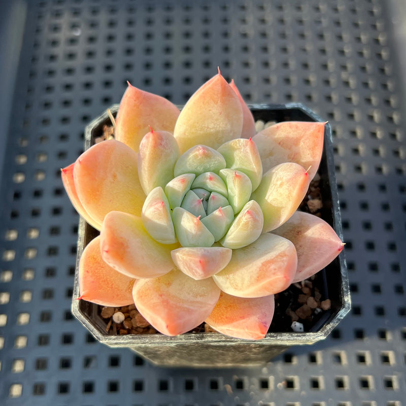 petal succulent Echeveria 'Alba Beauty' 1”-2” Succulent Plant – True Succulents Plant Co