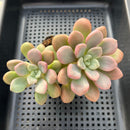 Graptopetalum 'Polari Heart' 4”-5" Succulent Plant