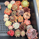 25 Piece Echeveria Assortment 1”-3” Succulent Plant Cuttings (Set O)