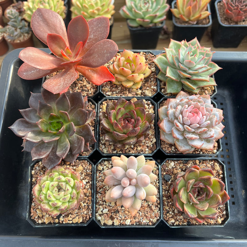 succulent plant set Set of Nine Echeveria 2”-3” Succulent Plants (Set 2) – True Succulents Plant  Co