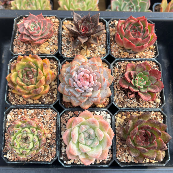 mail order succulents Set of Nine Echeveria 2”-3” Succulent Plants (Set 1) – True Succulents Plant Co