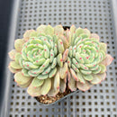 Echeveria 'White Farm' 3"-4" Succulent Plant
