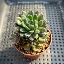 Echeveria 'Scorpio' 2" Succulent Plant