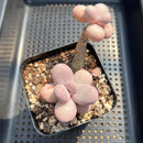 Graptopetalum 'Amethystinum' 3" Old Specimen Succulent Plant