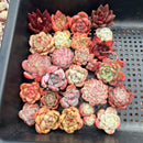 25 Piece Echeveria Assortment 1”-3” Succulent Plant Cuttings (Set B)