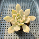 Echeveria Runyonii Variegated (Aka Echeveria 'Akaihosi' Variegated) 1”-2” Succulent Plant