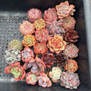 25 Piece Echeveria Assortment 1”-3” Succulent Plant Cuttings (Set A)
