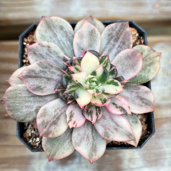 nursery plant pots Bog Planter Set — Carnivorous Plant Bog Kit for Beginners
