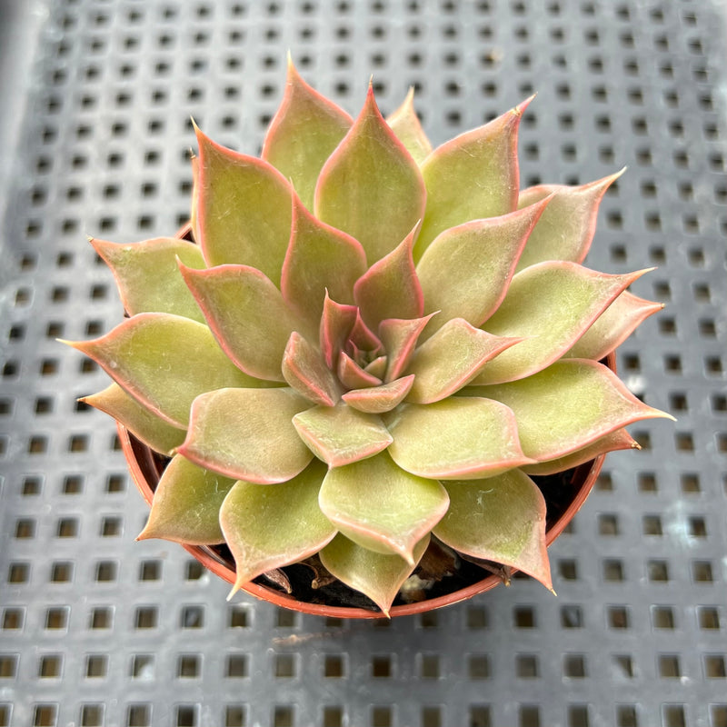 mensa succulent Echeveria ‘Mensa’ 2”-3” Succulent Plant