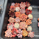 25 Piece Echeveria Assortment 1”-3” Succulent Plant Cuttings (Set D)