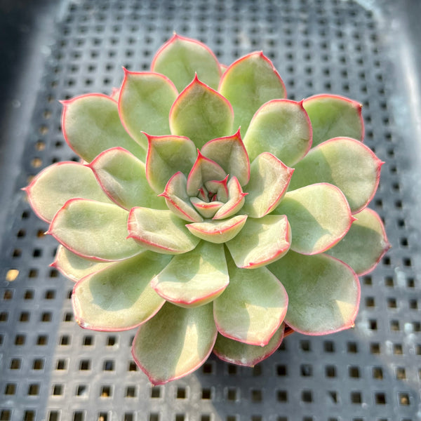 hercules succulent Echeveria 'Hercules' 2”-3” Succulent Plant – True Succulents Plant Co