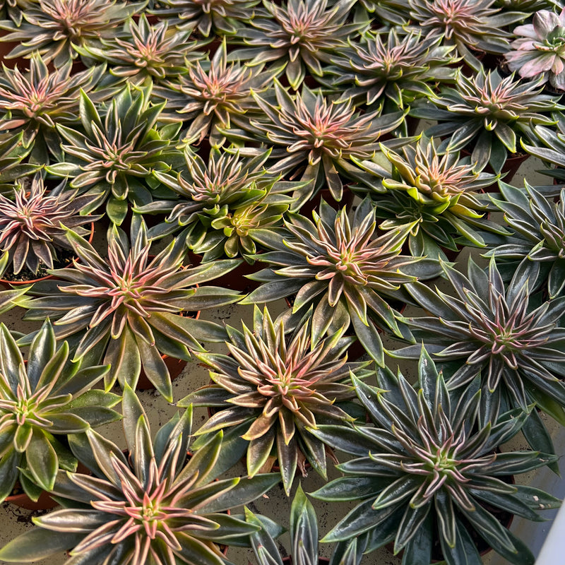 mexican snowball succulent Echeveria elegans 'Mexican Snowball'