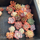 25 Piece Echeveria Assortment 1”-3” Succulent Plant Cuttings (Set E)