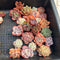 25 Piece Echeveria Assortment 1”-3” Succulent Plant Cuttings (Set E)