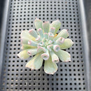 Echeveria 'Pignose' 2" Succulent Plant