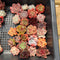 25 Piece Echeveria Assortment 1”-3” Succulent Plant Cuttings (Set C)